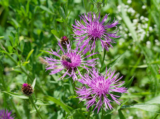 (Centaurea jacea) Tufts of beautiful Brown-rayed knapweed flowers with numerous and long purple-pink petals on tall stems, foraged by bees