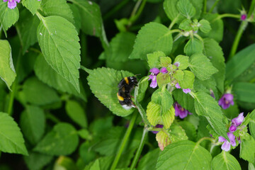 Gartenhummel, Bombus hortorum