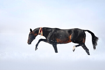 horse in snow