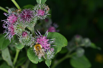 Hummeln, Mooshummel, Bombus muscorum