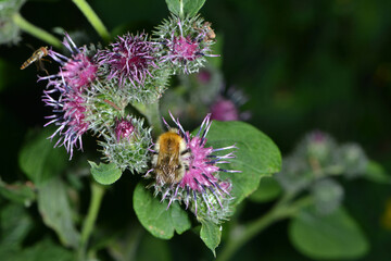 Hummeln, Mooshummel, Bombus muscorum