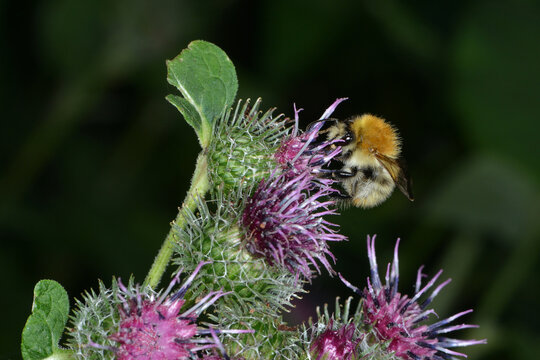 Hummeln, Mooshummel, Bombus muscorum