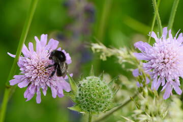Holzbiene, Xylocopa spp. Große Holzbiene, Xylocopa violacea