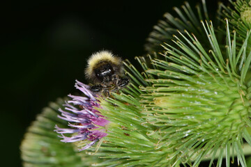  Bärtige Kuckuckshummel, Bombus barbutellus