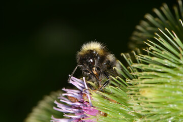  Bärtige Kuckuckshummel, Bombus barbutellus