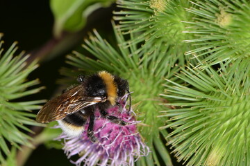Hummeln, Erdhummel , Bombus terrestris