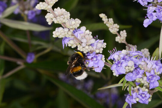 Hummeln, Erdhummel, Bombus spp., Helle Erdhummel, Bombus lucorum