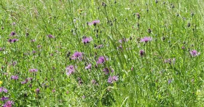 A green meadow of pale purple common knapweed flowers (Centaurea jacea) among numerous wild plants on tall stems swaying lightly in the wind