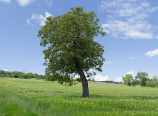 A walnut tree surrounded by fields of barley (Hordeum vulgare) grown on the slopes of a green hillside in the Black Forest in Germany
