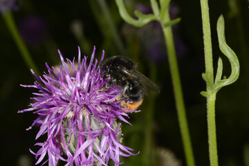Hummeln, Steinhummel, Bombus lapidarius