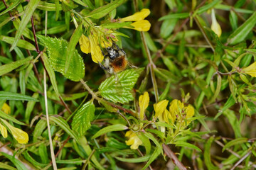 Hummeln, Ackerhummel, Bombus pascuorum