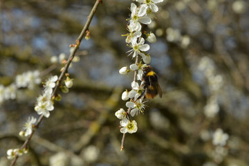 Hummeln, Wiesenhummel, Bombus pratorum