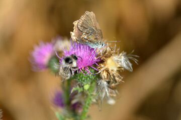 Hummeln,  Waldhummel, Bombus sylvarum