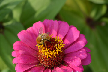 Obsthummel, Bombus pomorum