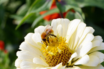 Obsthummel, Bombus pomorum