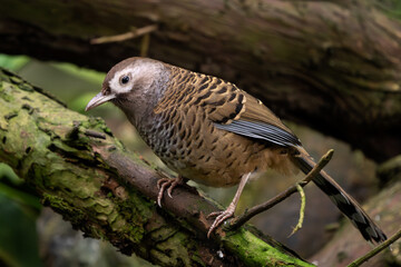 Barred Laughingthrush - Ianthocincla lunulata, shy rare passerine bird from tropical forests endemic to central China.
