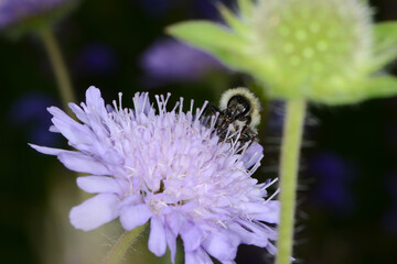 Fototapeta premium Hummeln, Waldhummel, Bombus sylvarum