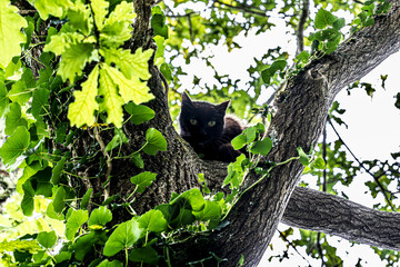 cat on the tree