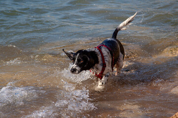 junger Mischlingshund spielt im Wasser am Meer, Andalusien, Spanien