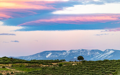 Landscape with a distant solitary oak tree among olive trees with snow-capped mountains in the...