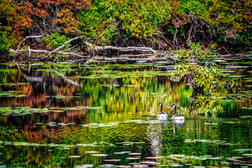 Geese in the Wetlands