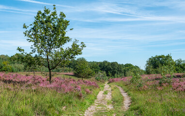 Landscape with blooming heather flowers in National Park Hoge Kempen, Belgium.