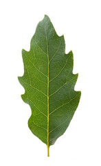 A fresh leaf of the pedunculate oak (Quercus robur) in May