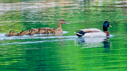 Mallard Hen and Drake Swimming with Brood