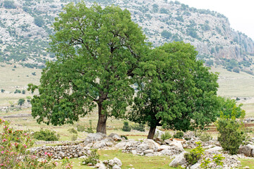 Trees of the pedunculate oak (Quercus robur) in May