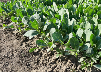 cabbage seedlings growing in the garden bed