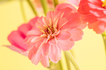 Details of a zinnia blossom with pastel pink petals.