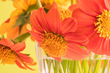 Fototapeta premium The vibrant, orange blooms of Mexican sunflower.