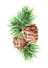 Fototapeta premium Green coniferous cedar branch with cones, Hand drawn watercolor illustration isolated on white background 
