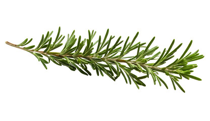 A single sprig of fresh rosemary with vibrant green leaves and a woody stem, isolated on a white background. Ideal for food blogs, cookbooks, restaurant menus, or botanical illustrations.