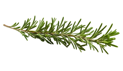 A single sprig of fresh rosemary with vibrant green leaves and a woody stem, isolated on a white background. Ideal for food blogs, cookbooks, restaurant menus, or botanical illustrations.