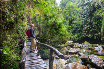 Tourist in South forest