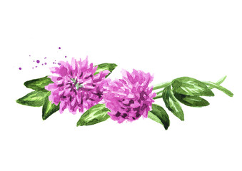 Obraz premium Red pink field clover plant, flowers and leaves, Hand drawn watercolor illustration isolated on white background