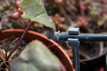 Efficient Balcony Gardening with a Micro Drip Irrigator
