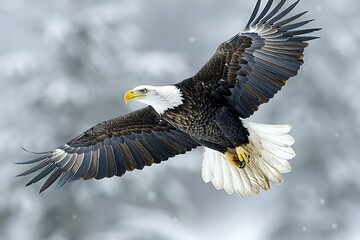 Featuring a bald eagle flies high above white background, high quality, high resolution