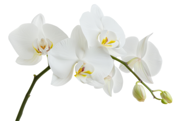 White Orchid Branch isolated on transparent background