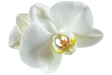 White Orchid Flower isolated on transparent background