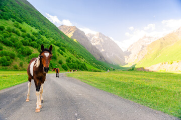 Horses graze in the picturesque mountain valley of the northern Caucasus. Russia