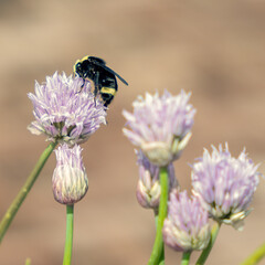 Bumblebee on Spring chive flower.