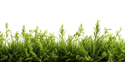 Obraz premium Green Grass and plants arrangement isolated on white background AI Generated