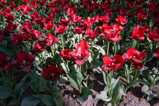 Spring flower bed with large red tulips in the light of the sun