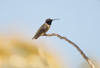 Black-chinned Hummingbird
