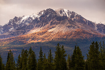 Golden Larch