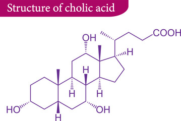 Vector illustration of Structure of cholic acid
