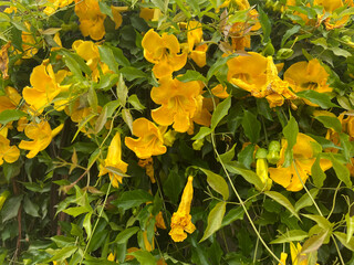 Macfadyena Unguis-Cati (L.) A.H. Gentry,Anikab, Bejuco Edmurcielago, Mano de Lagarija,Small yellow...