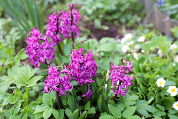 Obraz premium Spring Bloom: Vibrant purple hyacinths have blossomed amidst the garden greenery, filling the air with a sweet fragrance